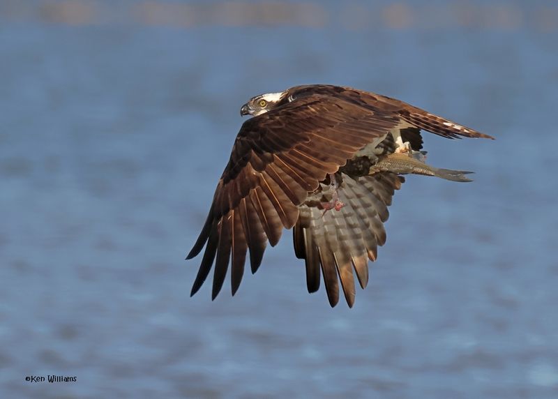 Osprey, Oologah Lake, OK, 10-3-2024_1826z.jpg