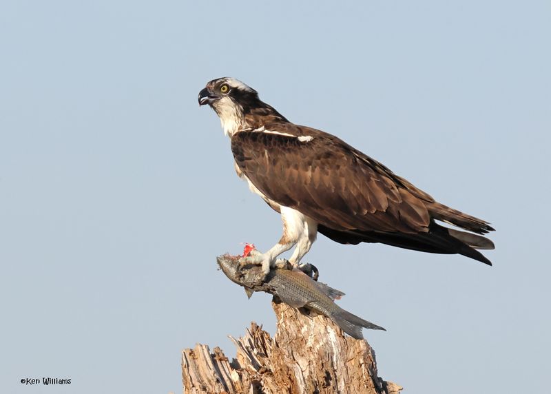 Osprey, Oologah Lake, OK, 10-3-2024_1930z.jpg