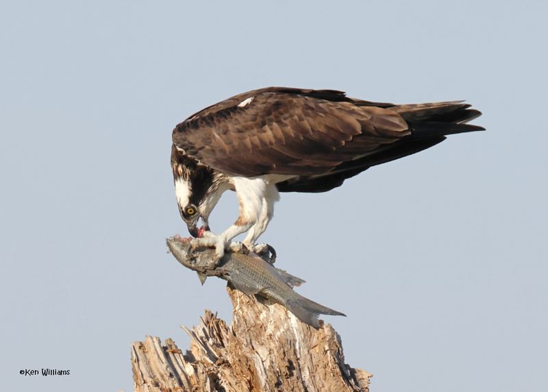 Osprey, Oologah Lake, OK, 10-3-2024_1999z.jpg