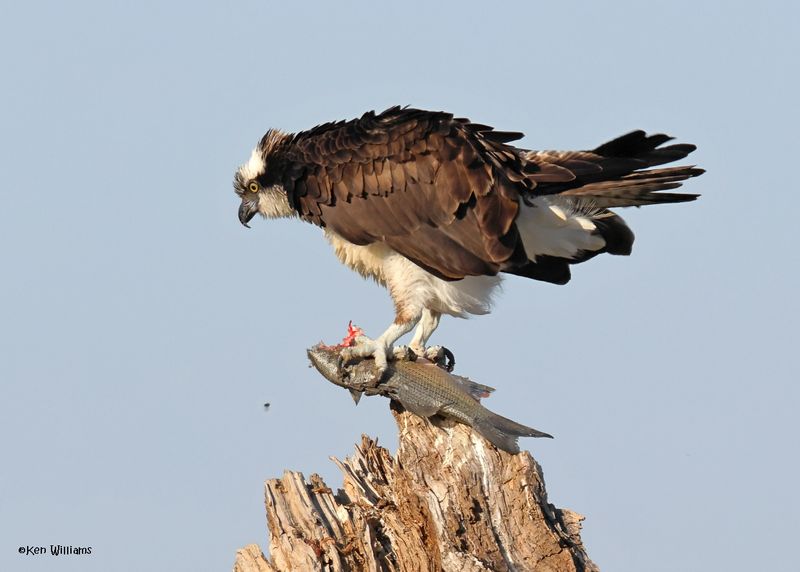 Osprey, Oologah Lake, OK, 10-3-2024_2028z.jpg