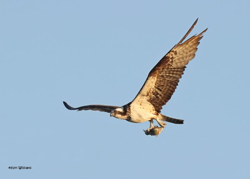 Osprey, Oologah Lake, OK, 9-19-2024_6794z.jpg