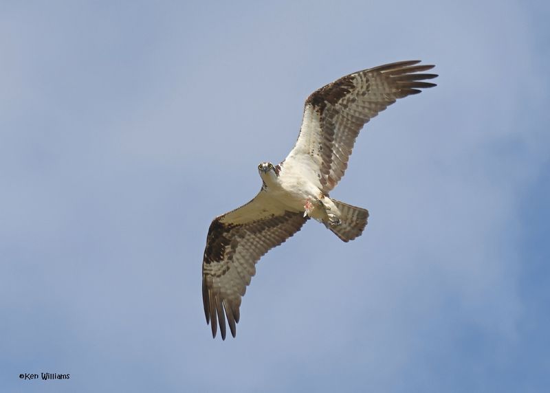Osprey, Oologah Lake, OK, 9-19-2024_7304z.jpg