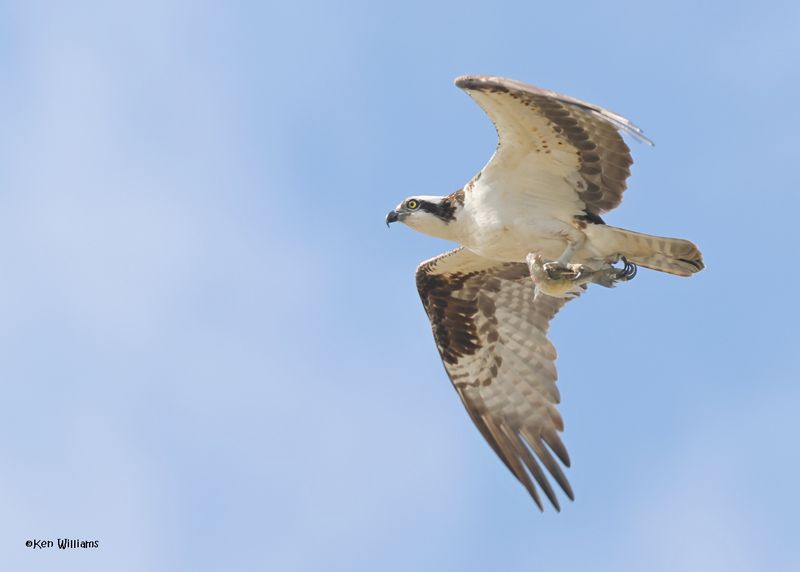 Osprey, Oologah Lake, OK, 9-19-2024_7349z.jpg
