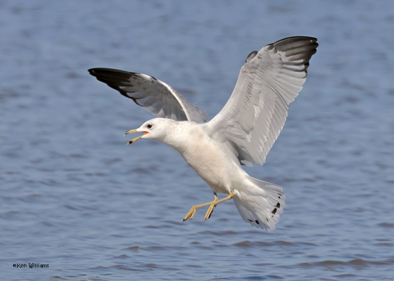 Ring-billed Gull juvenile, Oologah Lake, OK, 9-25-2024_9551z.jpg