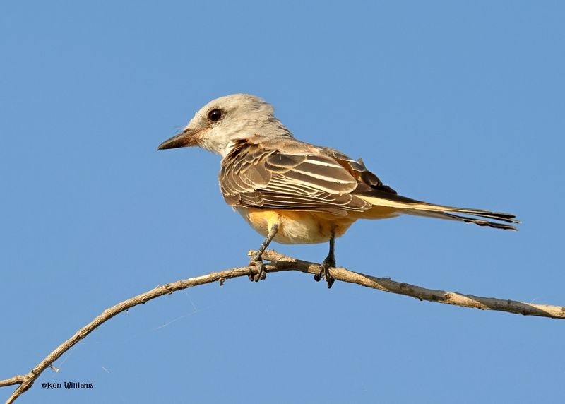 Scissor-tailed Flycatcher, Oologah Lake, OK, 9-19-2024_7076z.jpg