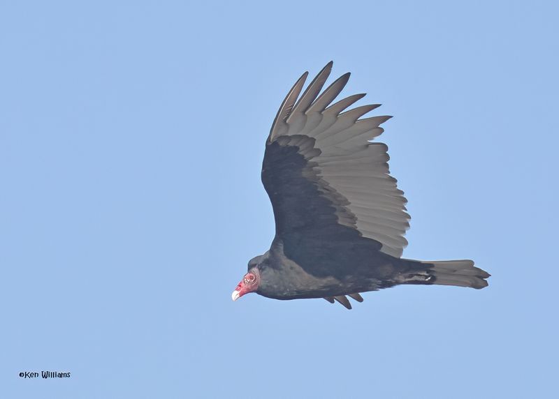 Turkey Vulture, Oologah Lake, OK, 10-3-2024_2068zD.jpg