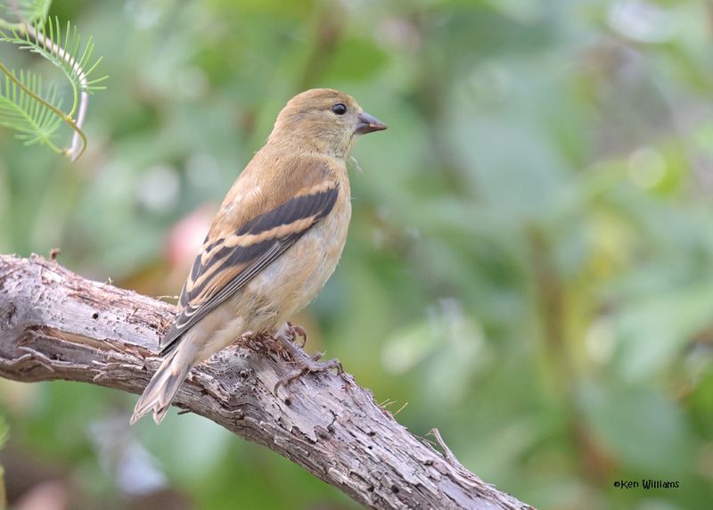 American Goldfinch
