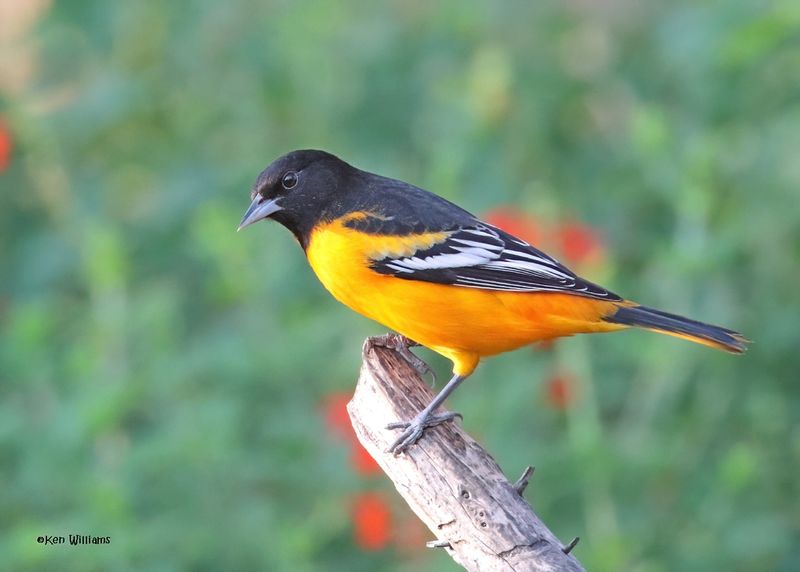 Baltimore Oriole male, Rogers Co yard, OK, 9-22-2024_8333zDl.jpg