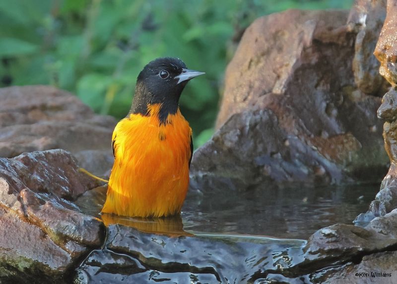 Baltimore Oriole male, Rogers Co yard, OK, 9-22-2024_8379zDl.jpg