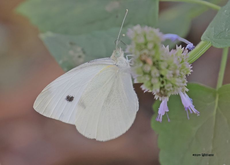 Cabbage White 
