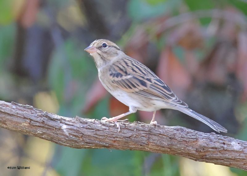 Chipping Sparrow juvenile, Rogers Co yard, OK, 10-14-2024_2696zDl.jpg