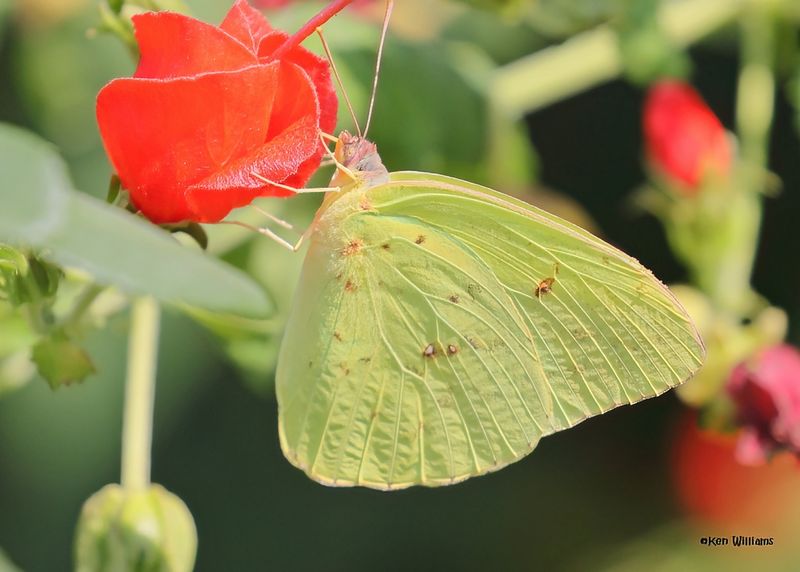 Cloudless Sulphur
