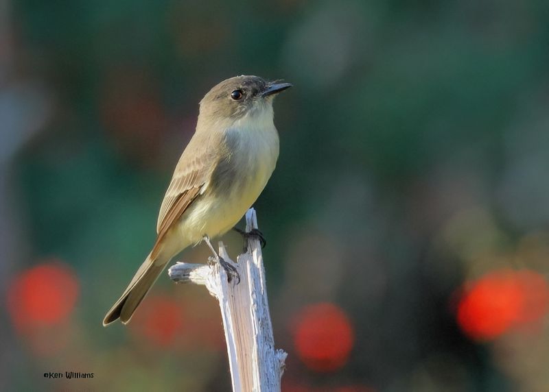 Eastern Phoebe, Rogers Co yard, OK, 10-4-2024_2077zDl.jpg