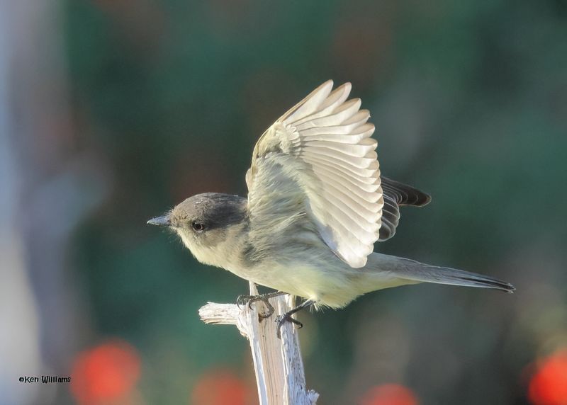 Eastern Phoebe