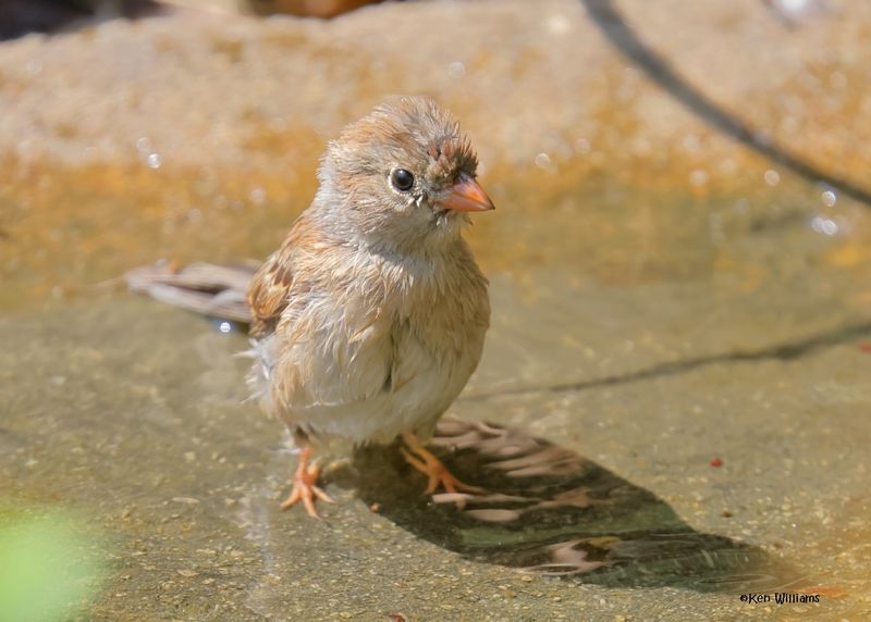 Field Sparrow, Rogers Co yard, OK, 8-25-2024_2759z.jpg