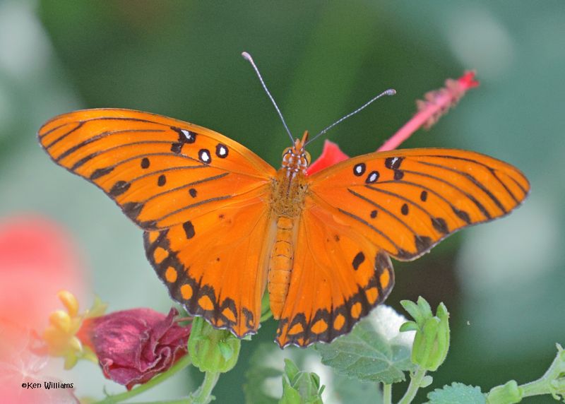 Fritillaries