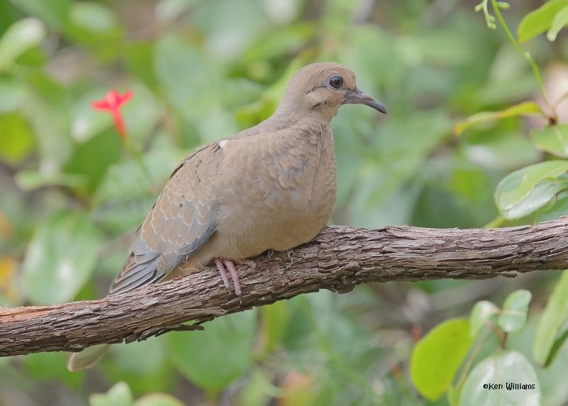 Mourning Dove fledgling, Rogers Co yard, OK, 9-22-2024_8426zDl.jpg