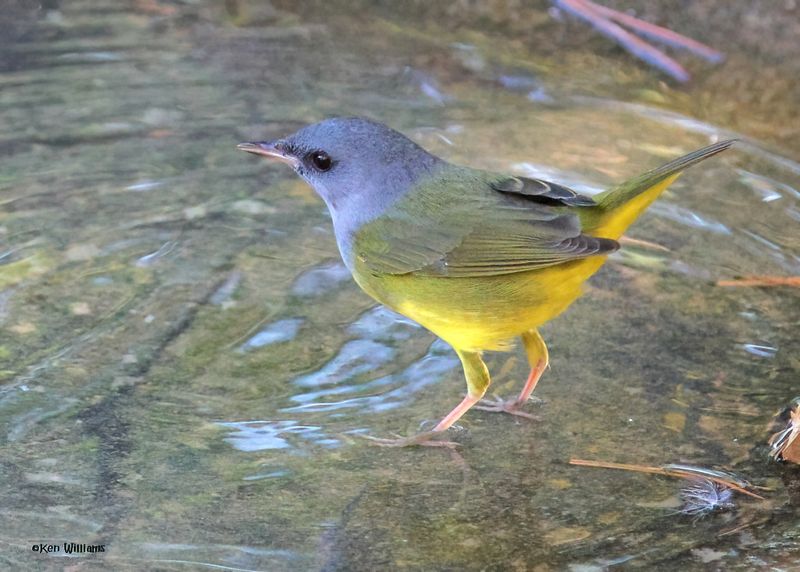 : Mourning Warbler :