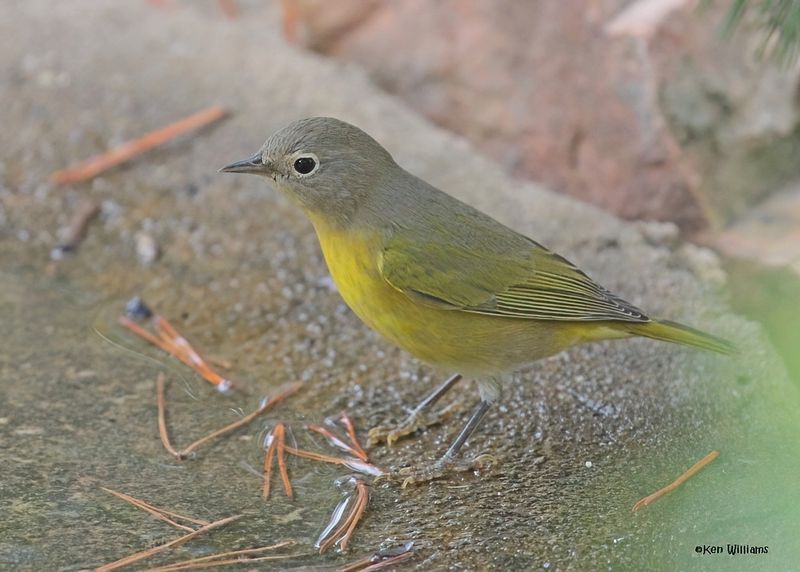 Nashville Warbler, Rogers Co yard, OK, 9-24-2024_8685zDl.jpg