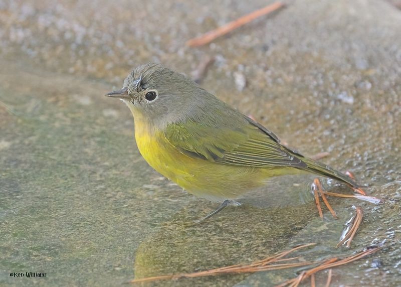 : Nashville Warbler :