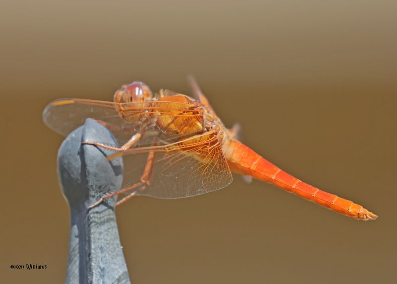 Neon Skimmer male, Rogers Co yard, OK, 10-8-2024_2584z.jpg