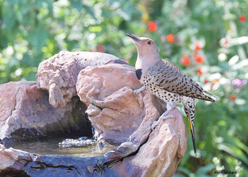 Northern Flicker - Yellow-shafted, Rogers Co yard, OK, 10-14-2024_3292a.jpg