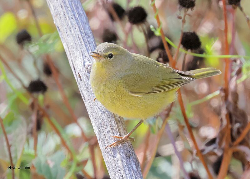 : Orange-crowned Warbler :
