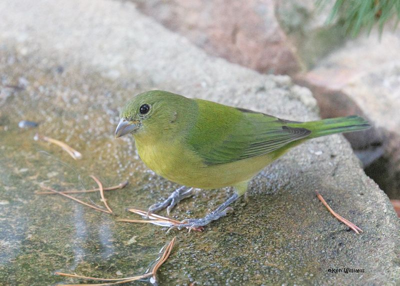 Painted Bunting female, Rogers Co yard, OK, 9-22-2024_8628a.jpg