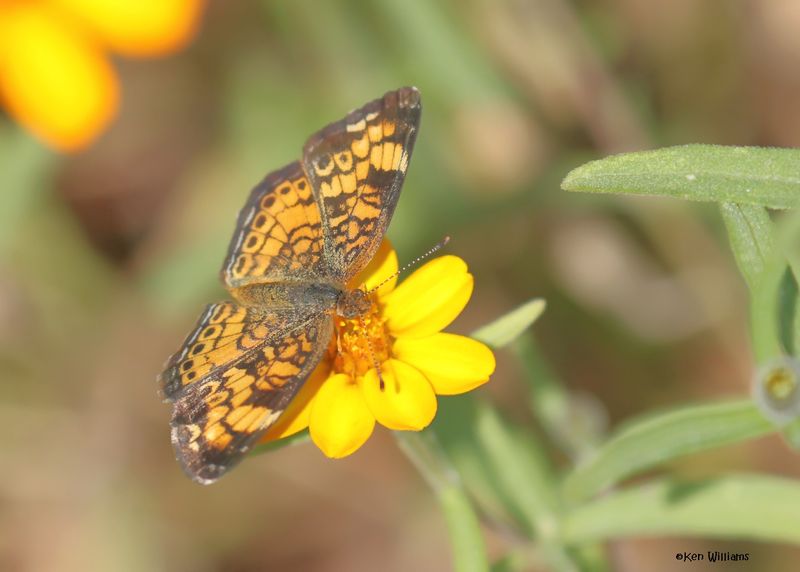 Pearl Crescent, Rogers Co yard, OK, 10-8-2024_2639z.jpg