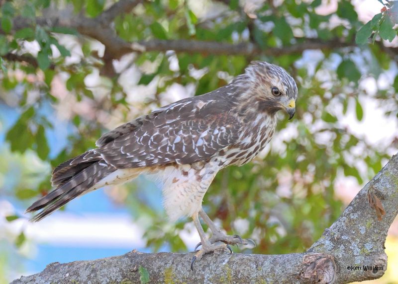 Red-shoulded Hawk juvenile, Rogers Co yard, OK, 9-19-2024_7449z.jpg