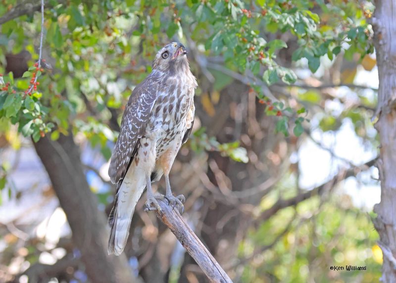 Red-shoulded Hawk juvenile, Rogers Co yard, OK, 9-19-2024_7571z.jpg