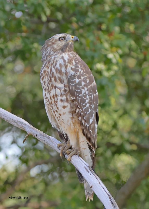 Red-shoulded Hawk juvenile, Rogers Co yard, OK, 9-19-2024_7728z.jpg