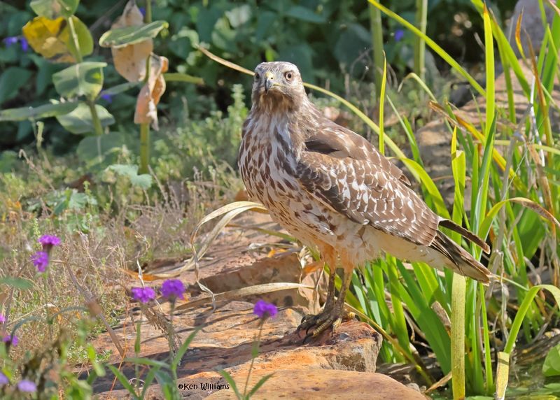 Red-shoulded Hawk juvenile, Rogers Co yard, OK, 9-19-2024_7826z.jpg