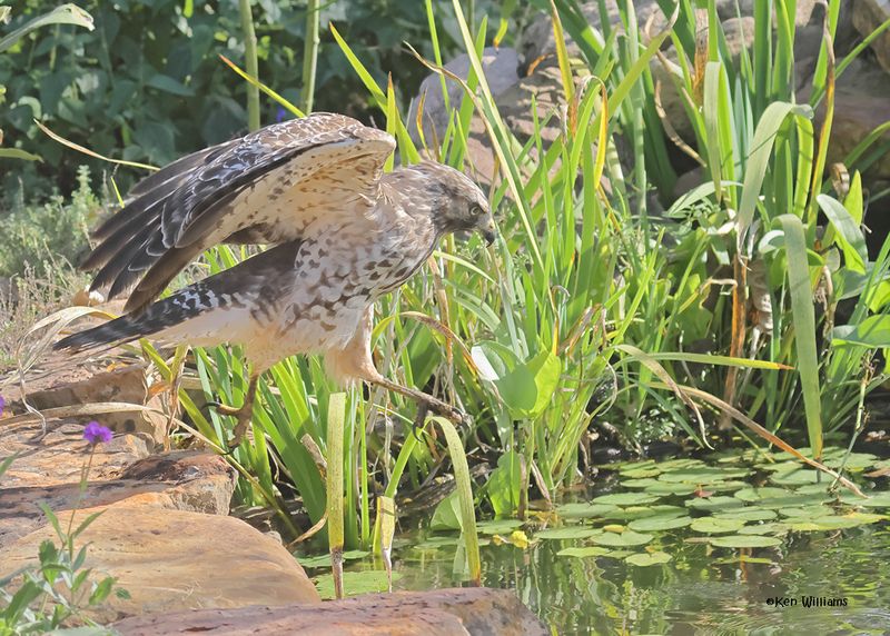 Red-shoulded Hawk juvenile, Rogers Co yard, OK, 9-19-2024_7849a.jpg