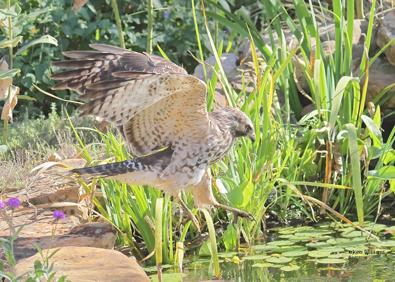 Red-shoulded Hawk juvenile, Rogers Co yard, OK, 9-19-2024_7850a.jpg