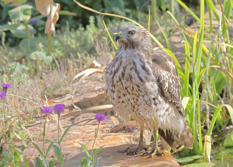 Red-shoulded Hawk juvenile, Rogers Co yard, OK, 9-19-2024_7943a.jpg