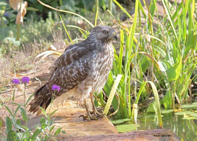 Red-shoulded Hawk juvenile, Rogers Co yard, OK, 9-19-2024_7967a.jpg