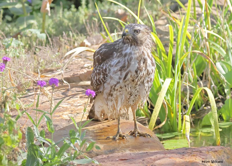 Red-shoulded Hawk juvenile, Rogers Co yard, OK, 9-19-2024_8035a.jpg