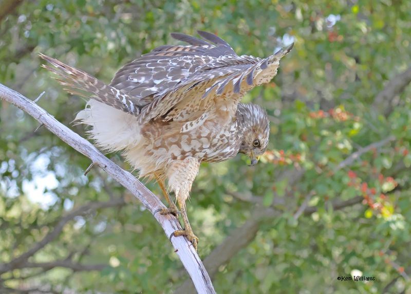 Red-shoulded Hawk juvenile, Rogers Co yard, OK, 9-19-2024_8126z.jpg