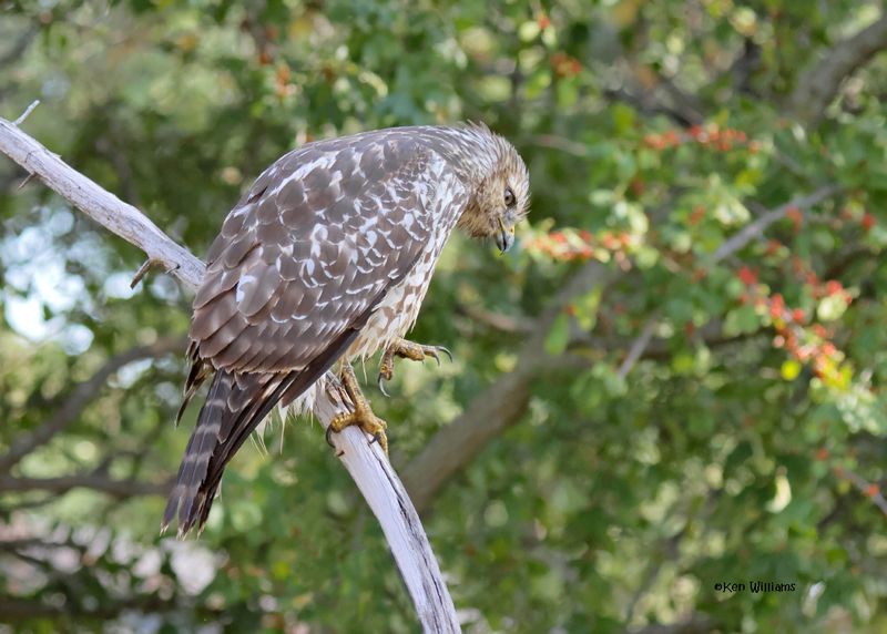 Red-shoulded Hawk juvenile, Rogers Co yard, OK, 9-19-2024_8139a.jpg