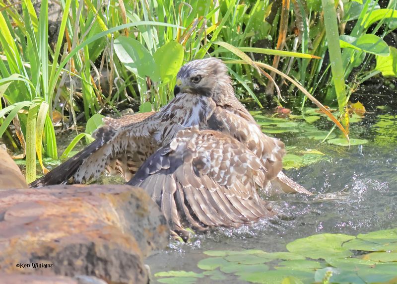 Red-shoulded Hawk juvenile, Rogers Co yard, OK, 9-19-2024_8172a.jpg