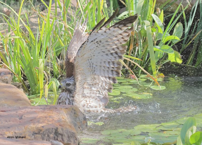 Red-shoulded Hawk juvenile, Rogers Co yard, OK, 9-19-2024_8175a.jpg