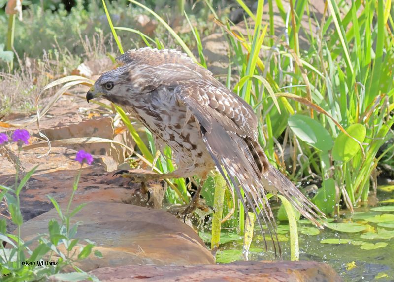 Red-shoulded Hawk juvenile, Rogers Co yard, OK, 9-19-2024_8183a.jpg
