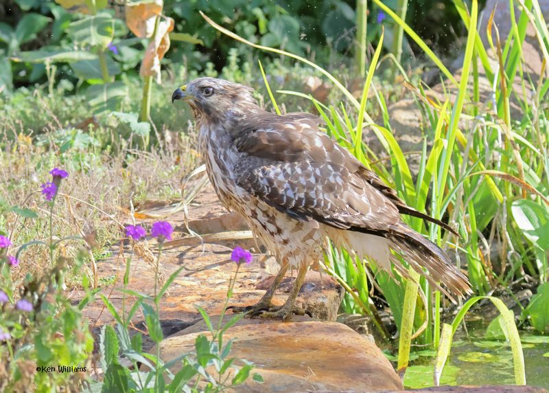Red-shoulded Hawk juvenile, Rogers Co yard, OK, 9-19-2024_8195a.jpg