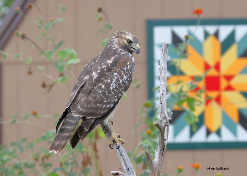 Red-shoulded Hawk juvenile, Rogers Co yard, OK, 9-28-2024_1183a.jpg