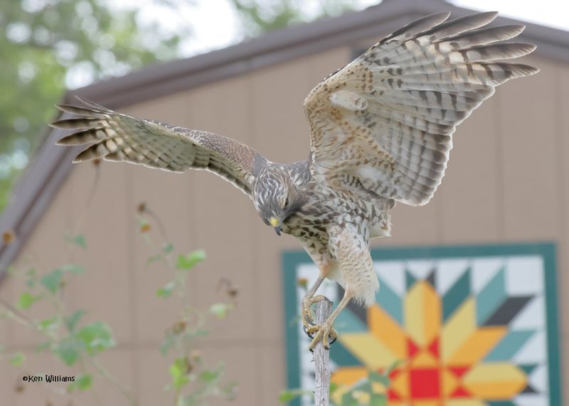 Red-shoulded Hawk juvenile, Rogers Co yard, OK, 9-28-2024_1200a.jpg