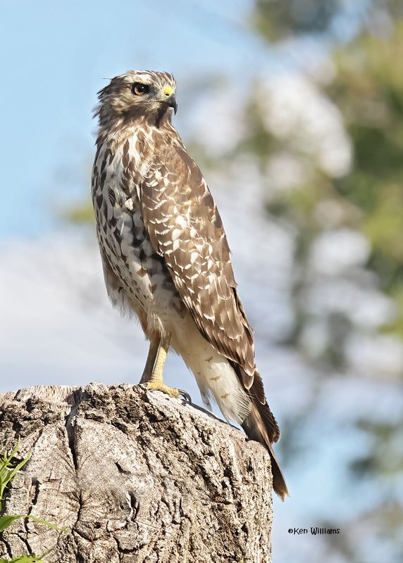 Red-shouldered Hawk juvenile, Rogers Co yard, OK, 9-15-2024_6625a.jpg