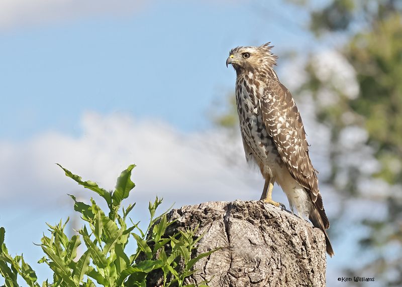 Red-shouldered Hawk juvenile, Rogers Co yard, OK, 9-15-2024_6626a.jpg