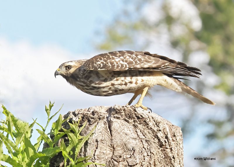 Red-shouldered Hawk juvenile, Rogers Co yard, OK, 9-15-2024_6629a.jpg