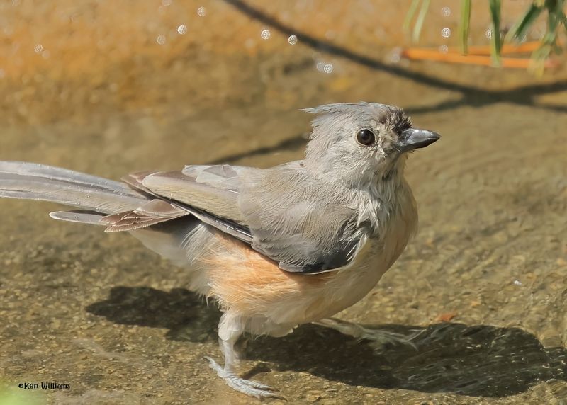 Tufted Titmouse, Rogers Co yard, OK, 8-25-2024_2786zD.jpg
